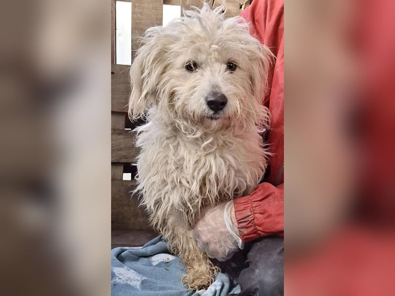 Leon – kleiner Hundejunge mit Charme Leon – kleiner Hundejunge mit Charme