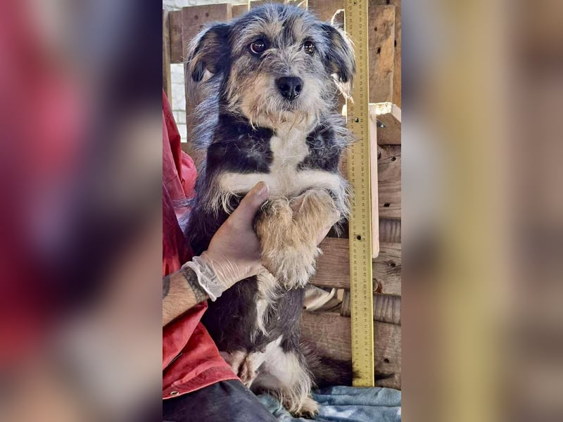 Lilly - zuckersüße Strubbelmaus