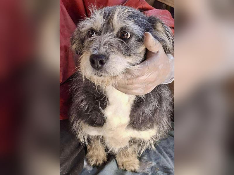 Lilly - zuckersüße Strubbelmaus