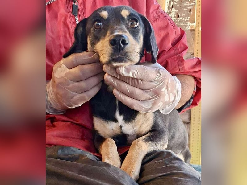 Kleine Fee – zauberhaftes Wesen