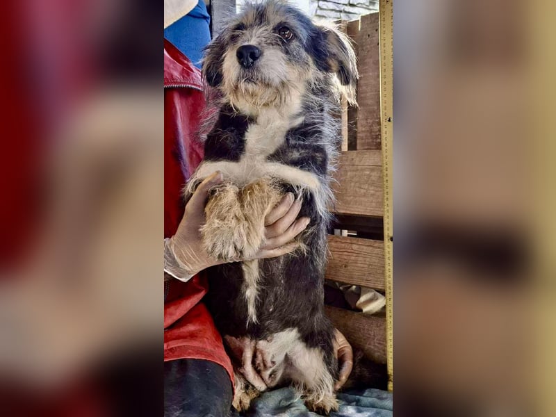 Lilly - zuckersüße Strubbelmaus