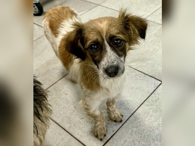 Nori - freundlich & katzenverträglich