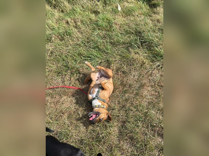 Kleine Nelly sucht Herz & Sofa