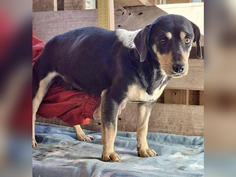 Kleine Fee – zauberhaftes Wesen