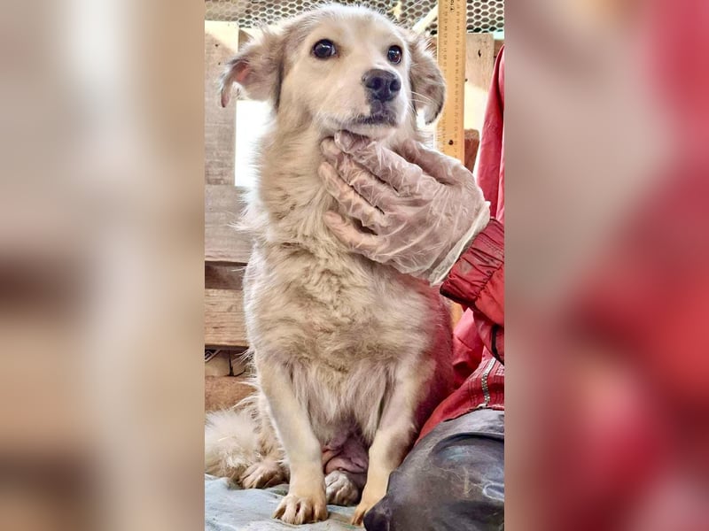 Lora – sanfte Maus braucht ruhiges Nest Lora – sanfte Maus braucht ruhiges Nest
