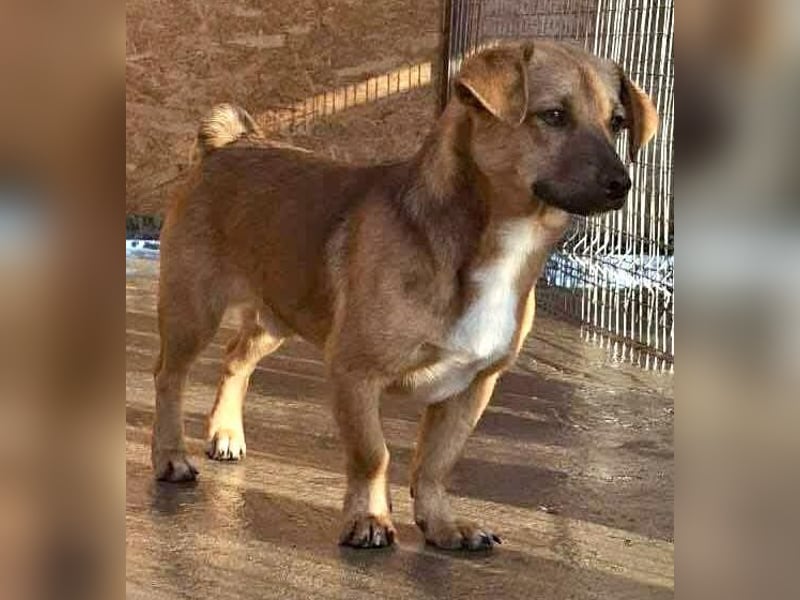 Spiky - süßer kleiner Dackel-Mix Spiky - süßer kleiner Dackel-Mix