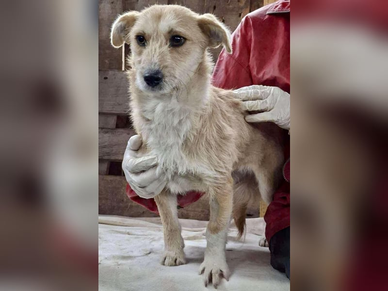 Frida - verschmust & freundlich