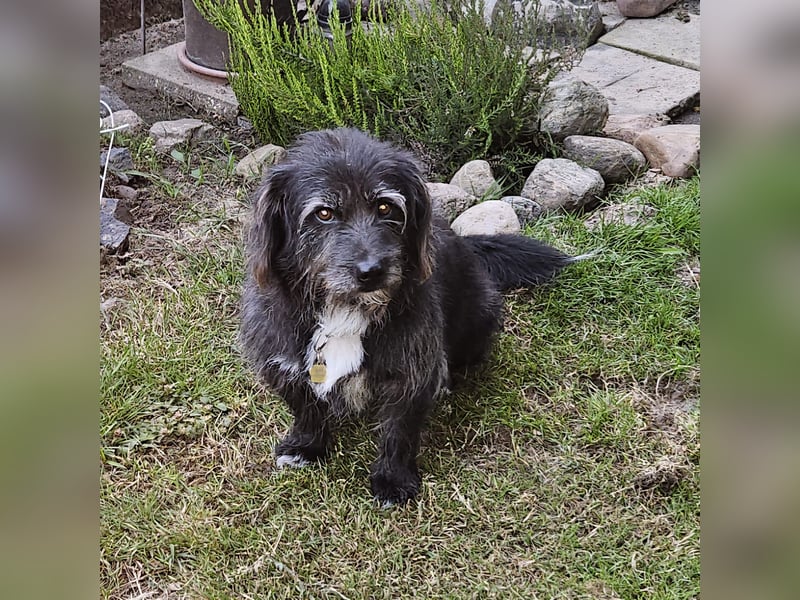 Leroy - ein Gartenliebhaber auf Heimatsuche
