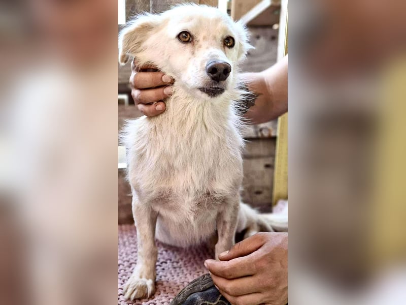 Amara muss dringend raus aus dem Shelter