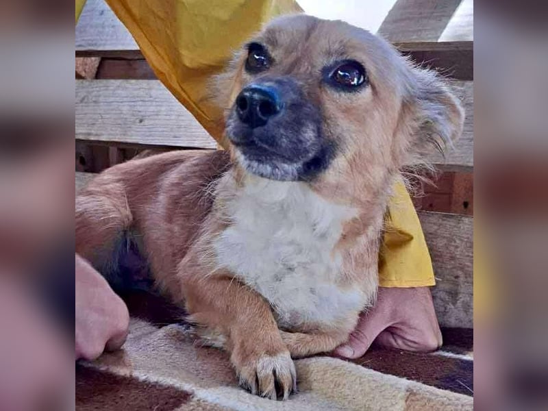 Kleine Frida – 6 kg Liebe auf vier Pfoten