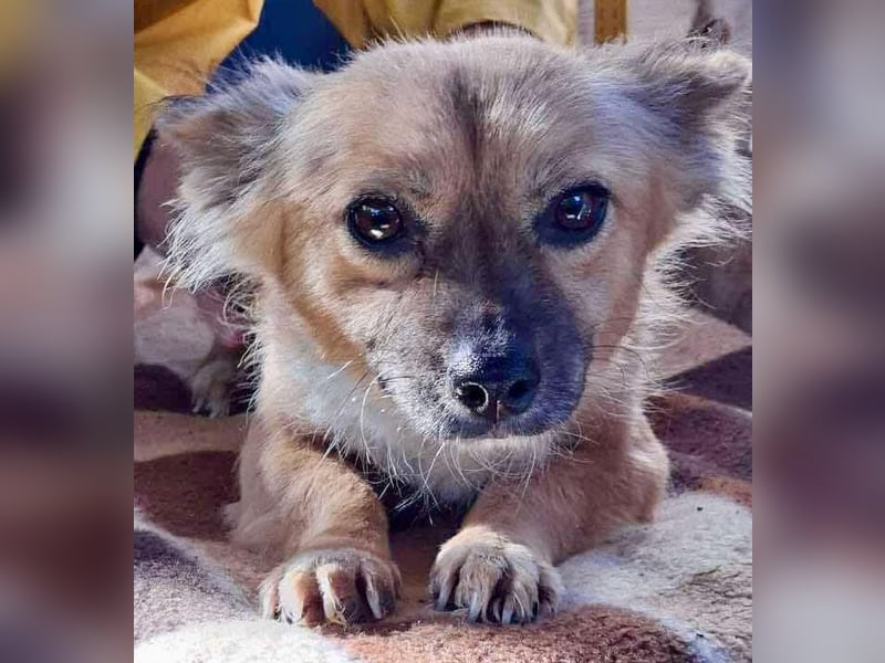 Kleine Frida – 6 kg Liebe auf vier Pfoten