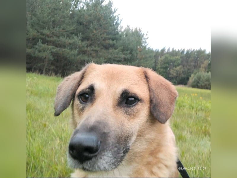 Strolch sucht sein Zuhause