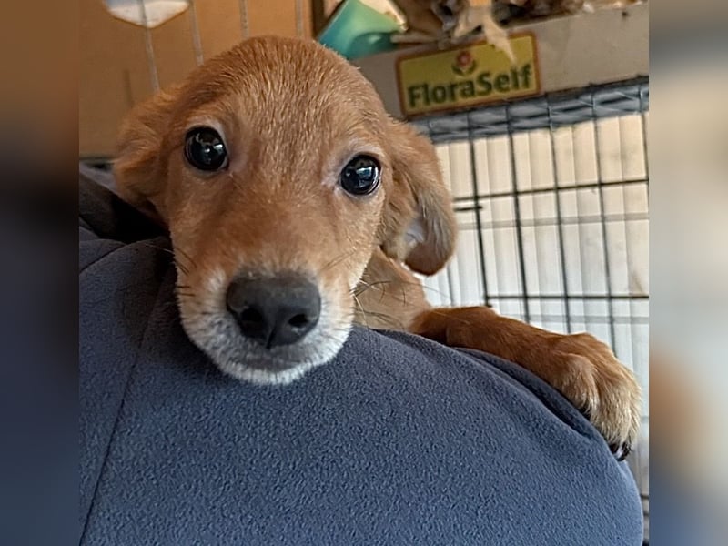 BOUNTY, Rüde, 4 Monate, aktuell 24cm, Mischling, Tierschutz