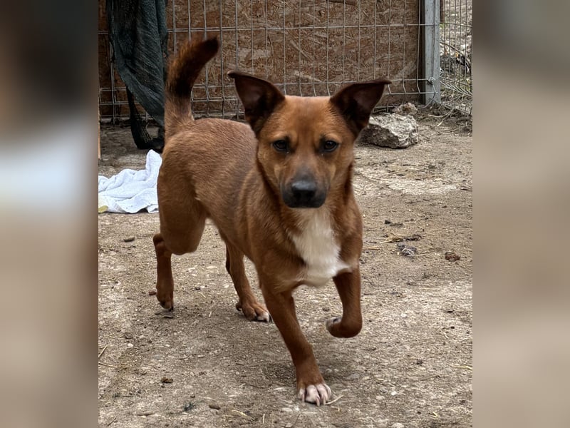 ⭐️Gin⭐️, niedlicher Mini, Rüde, 2,5 Jahre, 29 cm, Mischling, Tierschutz