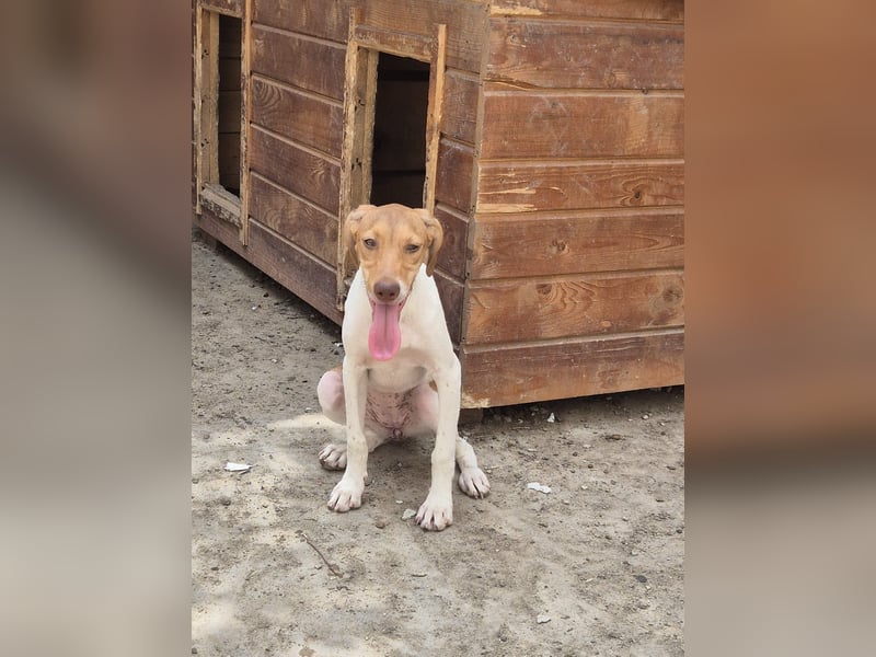 KATRA, Hündin, 7 Monate, im Wachstum, Mischling, Tierschutz