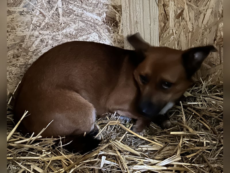⭐️Gin⭐️, niedlicher Mini, Rüde, 2,5 Jahre, 29 cm, Mischling, Tierschutz