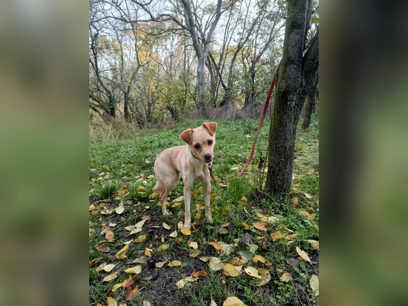 Goldi Tierschutzhund sucht ein Zuhause