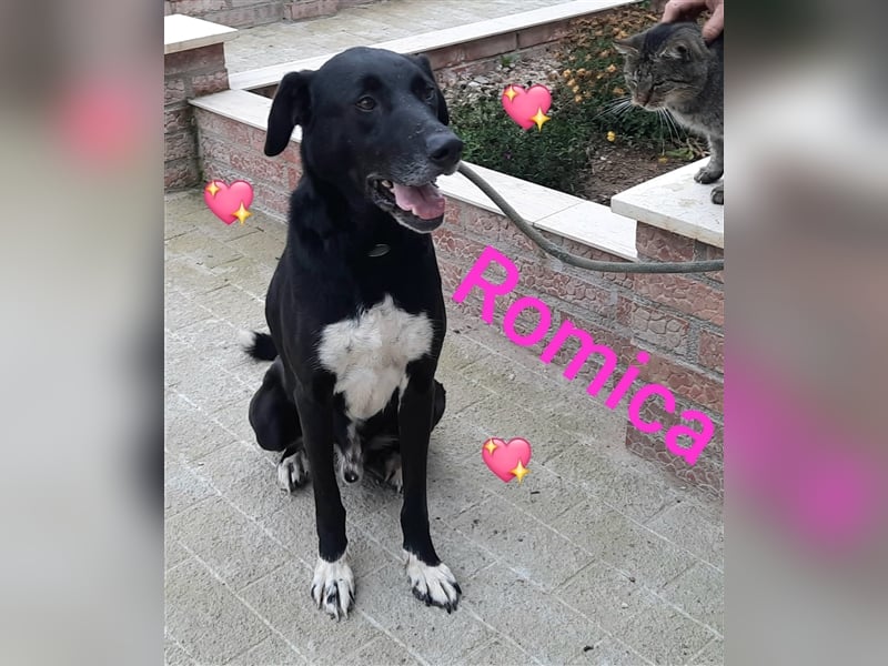 Rüde Romica, 8 Jahre in einem Rumänischen Tierheim sind genug