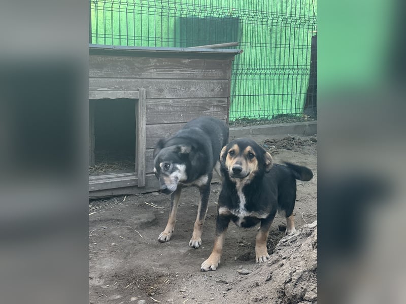 ⭐️BERO⭐️, kleines Spielkind, Rüde, 1,5 Jahre, 32 cm, Mischling, Tierschutz