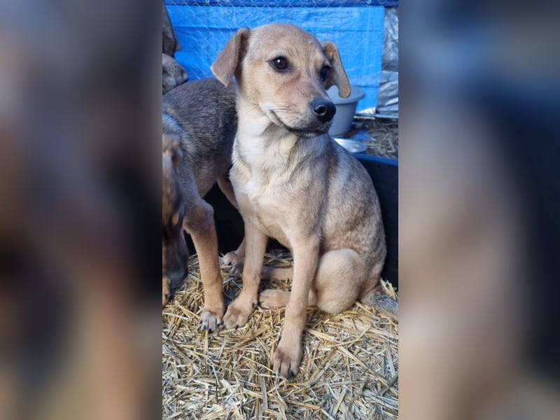 ⭐️ELVA⭐️, neugieriges Welpenmädchen, Hündin, 2 Monate, 25 cm, Mischling, Tierschutz
