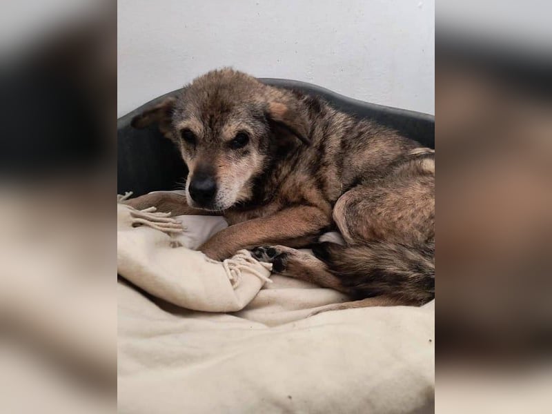 ⭐️Opi⭐️, Dringend! Gnadenplatzhund, Rüde, 13 Jahre, 37 cm, Mischling, Tierschutz