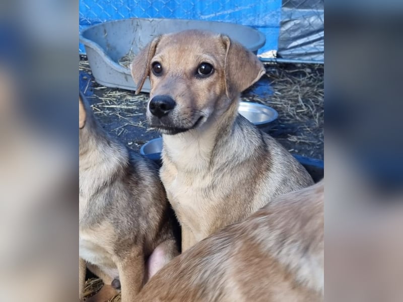 ⭐️ELVA⭐️, neugieriges Welpenmädchen, Hündin, 2 Monate, 25 cm, Mischling, Tierschutz