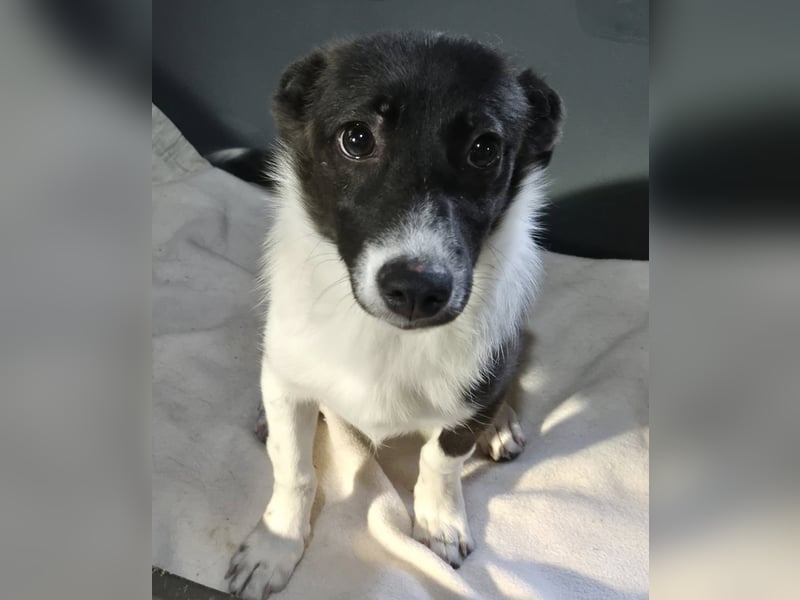 Junger Rüde 175634 sucht sein eigenes Zuhause