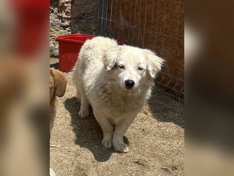 FINJA, Hündin, 1 Jahr, 35cm, Mischling, Tierschutz