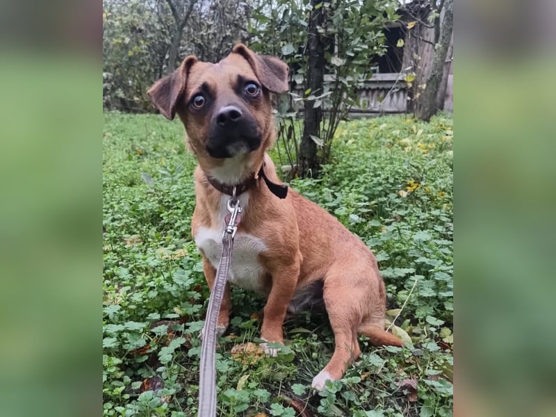 Peter Tierschutzhund sucht ein Zuhause