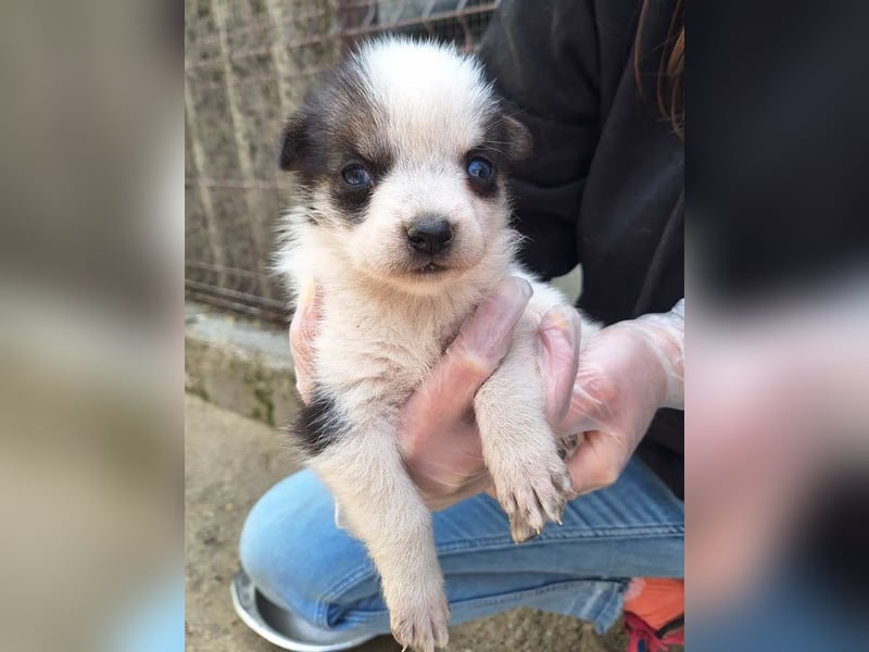 ⭐️PICCOLO⭐️, Rüde, 9 Monate, 16 cm, Mischling, Tierschutz