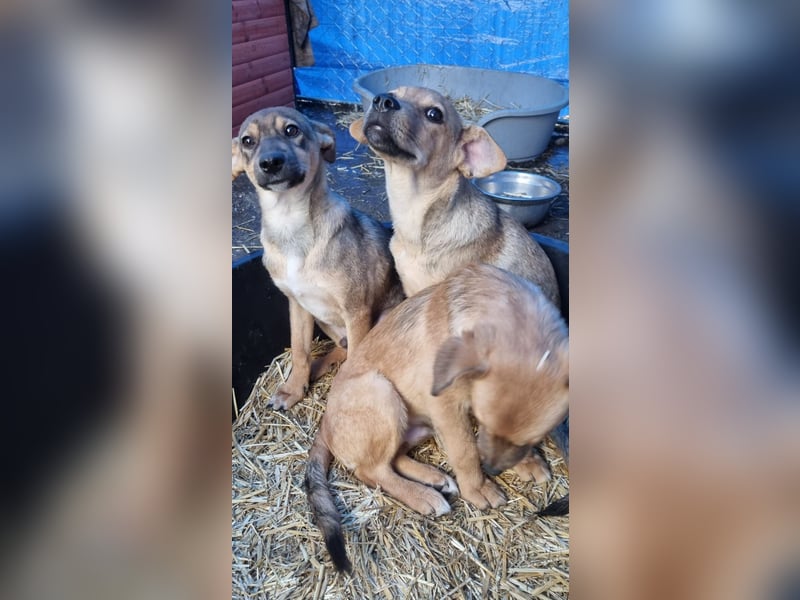 ⭐️ELVA⭐️, neugieriges Welpenmädchen, Hündin, 2 Monate, 25 cm, Mischling, Tierschutz