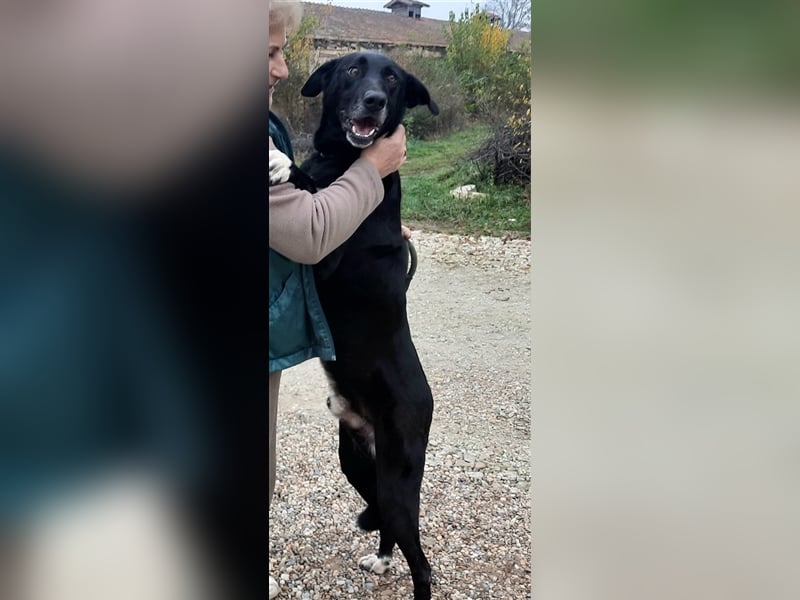 Rüde Romica, 8 Jahre in einem Rumänischen Tierheim sind genug