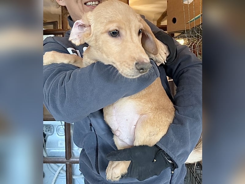 BARKLEY, Rüde, 4 Monate, aktuell 24cm, Mischling, Tierschutz