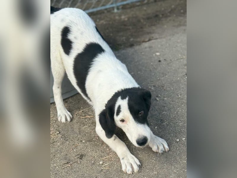 ⭐️SNOOPY⭐️, Rüde, 7 Monate, 37 cm, Mischling, Tierschutz