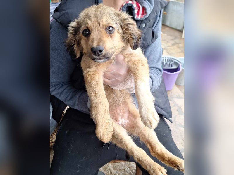 ⭐️MAJA⭐️, Hündin, 7 Monate, 29 cm, Mischling, Tierschutz ⭐️MAJA⭐️, Hündin, 7 Monate, 29 cm, Mischling, Tierschutz