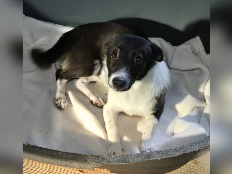 Junger Rüde 175634 sucht sein eigenes Zuhause