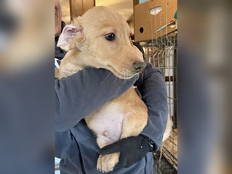 BARKLEY, Rüde, 4 Monate, aktuell 24cm, Mischling, Tierschutz