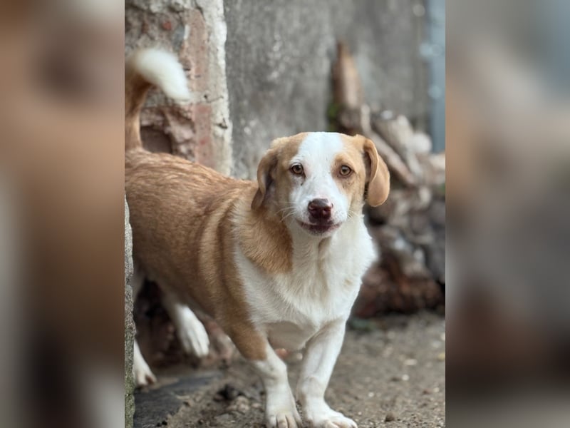 ⭐️FINN⭐️, niedlicher Rüde, 1 Jahr, 34cm, Mischling, Tierschutz