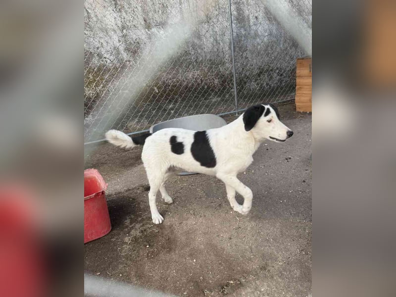 ⭐️SNOOPY⭐️, Rüde, 7 Monate, 37 cm, Mischling, Tierschutz