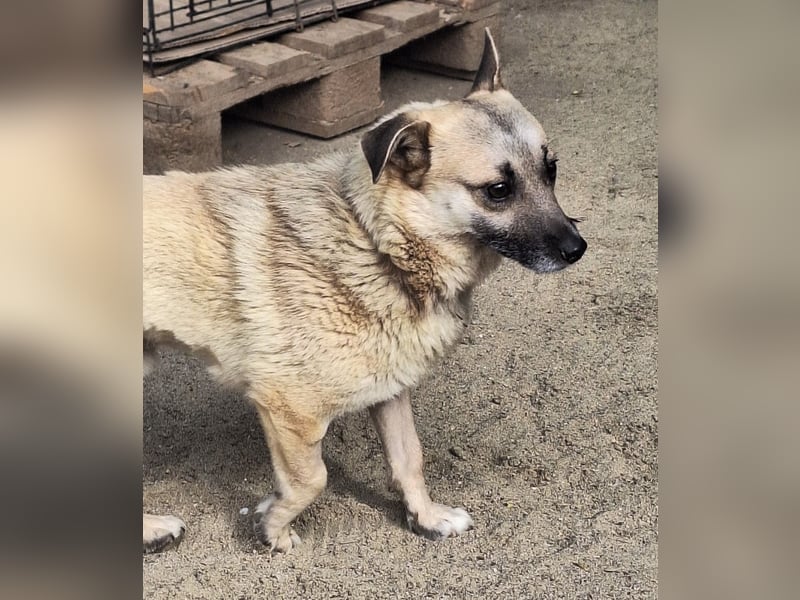 TONI, Rüde, 2 Jahre, 34cm, Mischling, Tierschutz