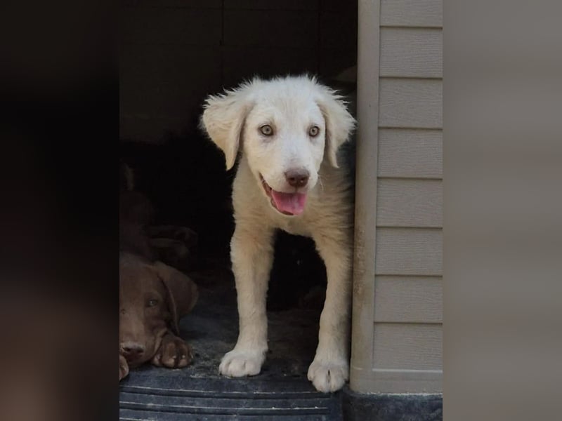 ⭐️DEXI⭐️, Hündin, 3 Monate, 28 cm, Mischling, Tierschutz