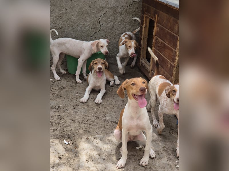 KATRA, Hündin, 7 Monate, im Wachstum, Mischling, Tierschutz