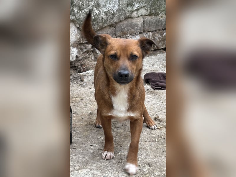 ⭐️Gin⭐️, niedlicher Mini, Rüde, 2,5 Jahre, 29 cm, Mischling, Tierschutz