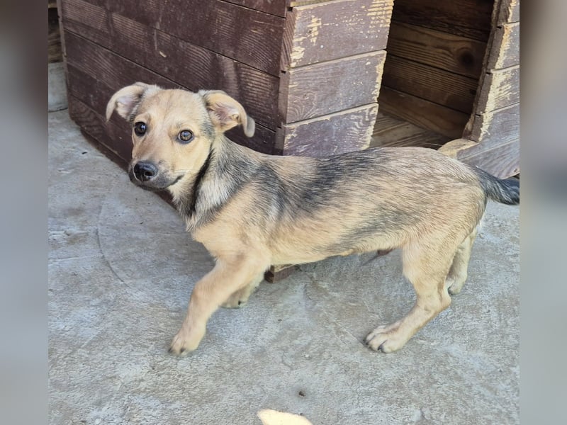 Junger Rüde 175632 sucht seine Menschen