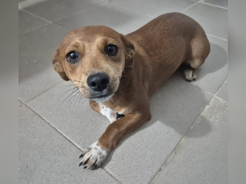 Junge Hündin 175633 sucht ihre Familie