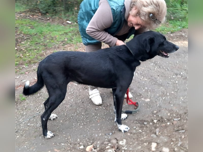 Rüde Romica, 8 Jahre in einem Rumänischen Tierheim sind genug