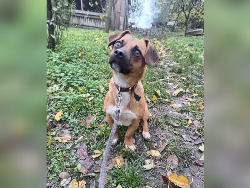 Peter Tierschutzhund sucht ein Zuhause