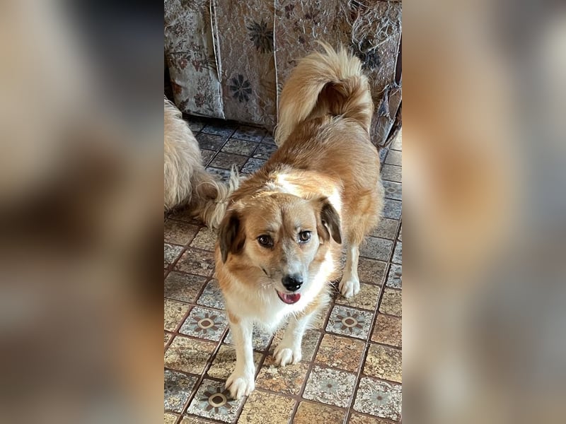 ⭐️FUMI⭐️, kleine Schönheit, 6 Jahre, 40 cm, Mischling, Tierschutz