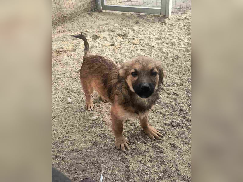 ⭐️YPS⭐️, Hündin, 5 Monate, 24 cm, Mischling, Tierschutz