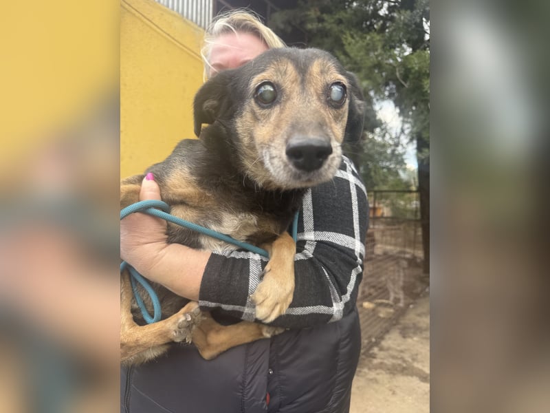 Bobika - die Zeit läuft ab